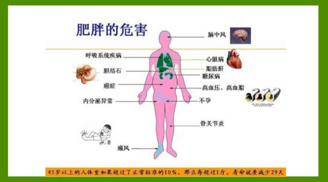 脂老虎吃法_脂老虎减肥怎么吃_营养餐脂老虎食谱